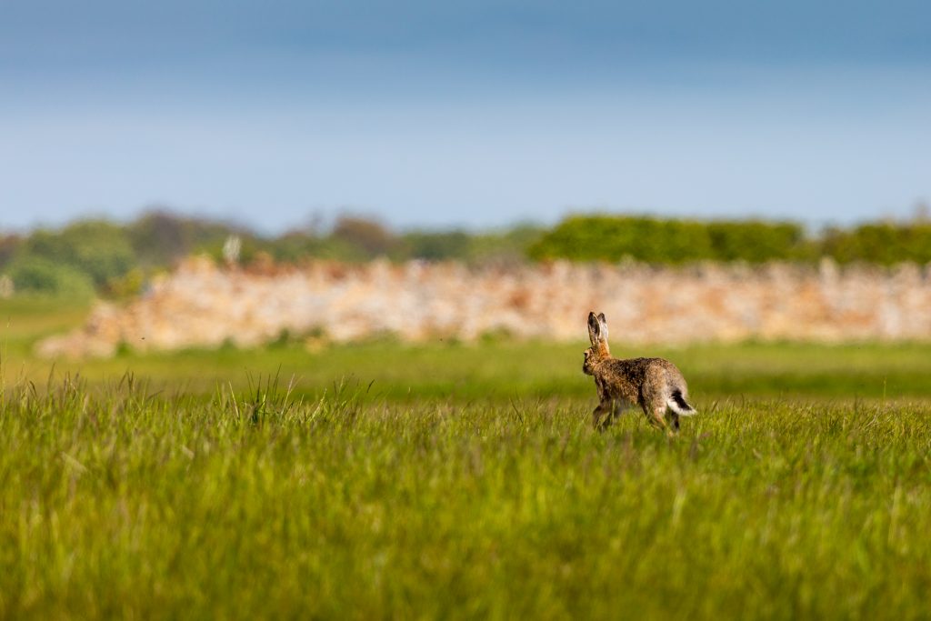 Craigielaw Natural - hares 01